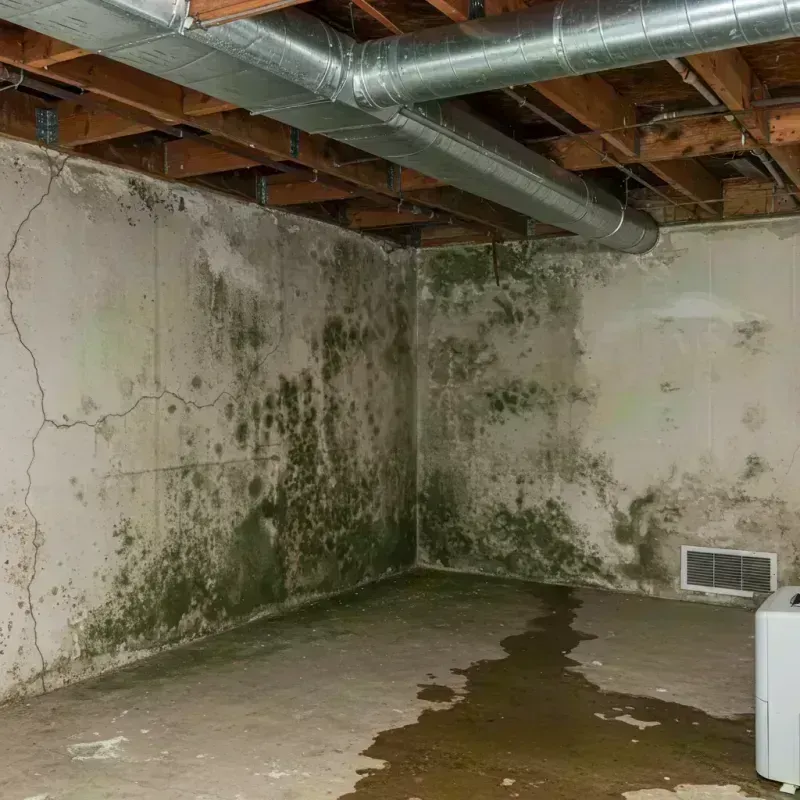 Professional Mold Removal in Maywood, IL